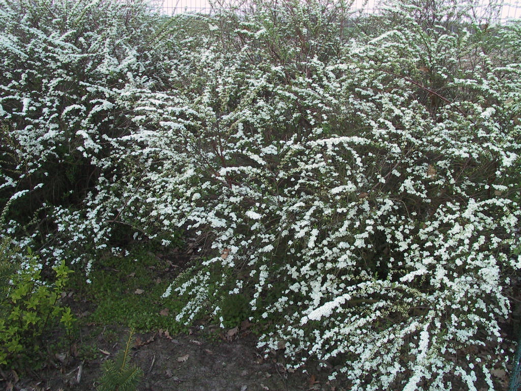 Spiraea cinerea Grefsheim 03.JPG